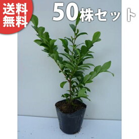 楽天市場 庭木 目隠し 2m 植木 ガーデニング 農業 花 ガーデン Diyの通販