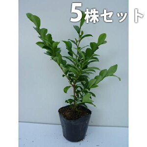 y5{Zbgz qTJL 0.3mO 10.5cm|bg Ђ c c A  _ _ ډB