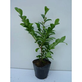 ヒサカキ 樹高0.3m前後 10.5cmポット ひさかき 苗木 苗 植木 庭木 生け垣 生垣 目隠し 1本（お得なセット販売あります）