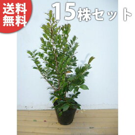 ■送料無料■【15本セット】 ヒサカキ 樹高0.4m前後 15cmポット ひさかき 苗木 苗 植木 庭木 生け垣 生垣 目隠し