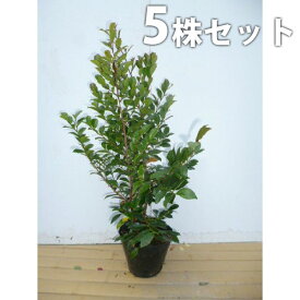 ■送料無料■【5本セット】 ヒサカキ 樹高0.4m前後 15cmポット ひさかき 苗木 苗 植木 庭木 生け垣 生垣 目隠し