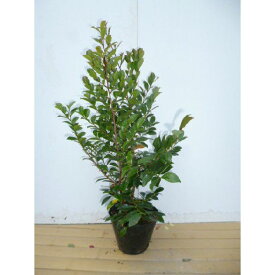ヒサカキ 樹高0.4m前後 15cmポット ひさかき 苗木 苗 植木 庭木 生け垣 生垣 目隠し 1本（お得なセット販売あります）