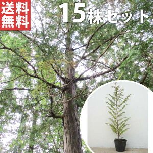 y15{Zbgz qmL 0.5mO 10.5cm|bg Ђ̂ c c A  _ V{c[ Ύ