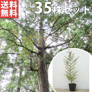 y35{Zbgz qmL 0.5mO 10.5cm|bg Ђ̂ c c A  _ V{c[ Ύ