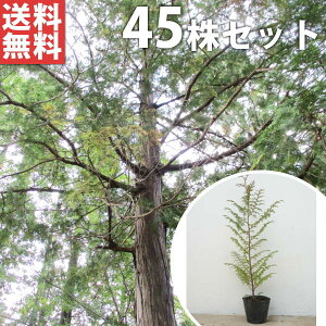 y45{Zbgz qmL 0.5mO 10.5cm|bg Ђ̂ c c A  _ V{c[ Ύ
