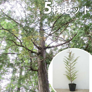 y5{Zbgz qmL 0.5mO 10.5cm|bg Ђ̂ c c A  _ V{c[ Ύ