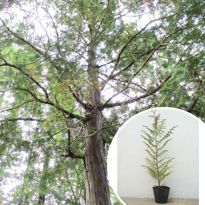 qmL 0.5mO 10.5cm|bg Ђ̂ c c A  _ V{c[ Ύ 1{iȃZbg̔܂j