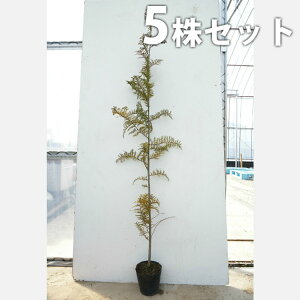 y5{Zbgz qmL 0.8mO 15cm|bg Ђ̂ c c A  _ V{c[ Ύ