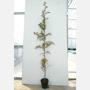 y15{Zbgz qmL 0.8mO 15cm|bg Ђ̂ c c A  _ V{c[ Ύ