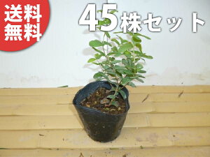 植木 盆栽 下草 庭木の人気商品 通販 価格比較 価格 Com