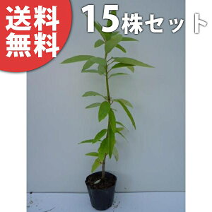 y15{Zbgz qYn 0.3mO 10.5cm|bg Yn Ђ߂䂸 c c A  _ ؁E