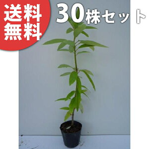 y30{Zbgz qYn 0.3mO 10.5cm|bg Yn Ђ߂䂸 c c A  _ ؁E