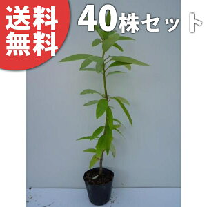 y40{Zbgz qYn 0.3mO 10.5cm|bg Yn Ђ߂䂸 c c A  _ ؁E