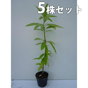 y5{Zbgz qYn 0.3mO 10.5cm|bg Yn Ђ߂䂸 c c A  _ ؁E