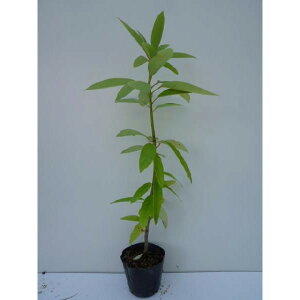 qYn 0.3mO 10.5cm|bg Yn Ђ߂䂸 c c A  _ ؁E 1{iȃZbg̔܂j