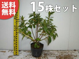楽天市場 ヒラドツツジ 種類 植物 ツツジ の通販 楽天市場 ヒラドツツジ 種類 植物 ツツジ の通販