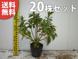 楽天市場 ヒラドツツジ 種類 植物 ツツジ の通販