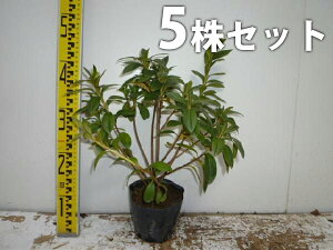 y5{Zbgz qhccW 0.3mO 13.5cm|bg Ђǂ FwȂ c c A  _ Ԃyޖ tɉԂ炩AؓW ؁E