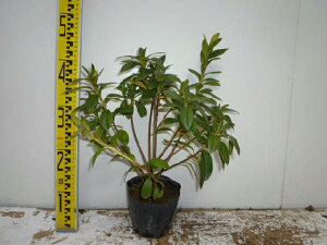 y40{Zbgz qhccW 0.3mO 13.5cm|bg Ђǂ FwȂ c c A  _ Ԃyޖ tɉԂ炩AؓW ؁E