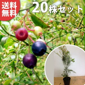 楽天市場 ビルベリー 苗の通販