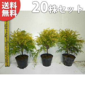 y20{Zbgz tBtFI[A 0.25mO 15cm|bg iRjt@[j_ c c A  _ Rjt@[