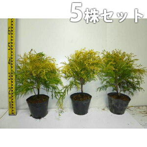 y5{Zbgz tBtFI[A 0.25mO 15cm|bg iRjt@[j_ c c A  _ Rjt@[
