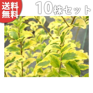 y10{Zbgz vybgEAhC 0.25mO 15cm|bg Cvxbg c c A  _ _ ډB