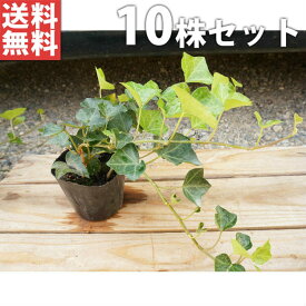 ■送料無料■【10ポットセット】 ヘデラ・ヘリックス 10.5cmポット アイビー 苗木 苗 植木 庭木 生け垣 下草・グランドカバー