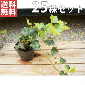 y25|bgZbgz wfEwbNX 10.5cm|bg ACr[ c c A  _ EOhJo[