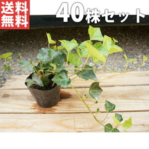 y40|bgZbgz wfEwbNX 10.5cm|bg ACr[ c c A  _ EOhJo[