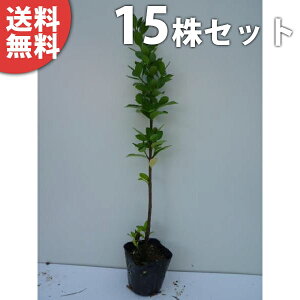 y15{Zbgz }TL 0.3mO 10.5cm|bg ܂ c c _ A  _ ډB