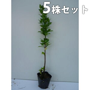 y5{Zbgz }TL 0.3mO 10.5cm|bg ܂ c c _ A  _ ډB