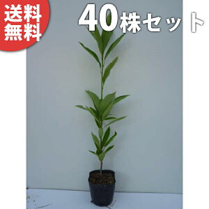 ■送料無料■【40本セット】 マテバシイ 樹高0.3m前後 10.5cmポット まてばしい 苗木 苗 植木 庭木 生け垣 シンボルツリー 常緑樹