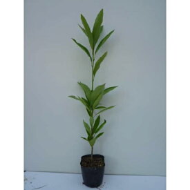 マテバシイ 樹高0.3m前後 10.5cmポット まてばしい 苗木 苗 植木 庭木 生け垣 シンボルツリー 常緑樹 1本（お得なセット販売あります）