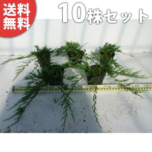 y10|bgZbgz o[n[o[ 15cm|bg OhJo[ Rjt@[ c c A  _ Rjt@[ EOhJo[