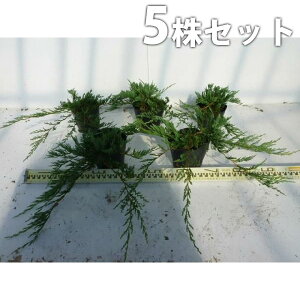 y5|bgZbgz o[n[o[ 15cm|bg OhJo[ Rjt@[ c c A  _ Rjt@[ EOhJo[
