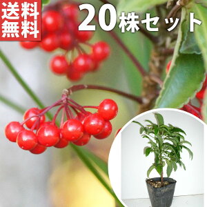 y20{Zbgz }E 0.1mO 9cm|bg  Ԏ  ܂傤 c c A  _ ؁E