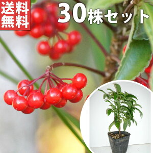 y30{Zbgz }E 0.1mO 9cm|bg  Ԏ  ܂傤 c c A  _ ؁E