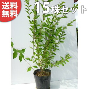 y15{Zbgz TLVLu(RTLVLu) 0.5mO 15cm|bg  ނ炳 c c A  _ ؁E