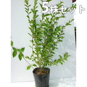 y5{Zbgz TLVLu(RTLVLu) 0.5mO 15cm|bg  ނ炳 c c A  _ ؁E