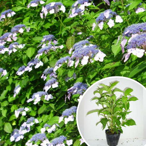 植木 あじさいの人気商品 通販 価格比較 価格 Com