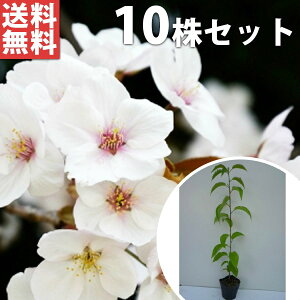 苗 桜苗木の人気商品 通販 価格比較 価格 Com 苗 桜苗木の人気商品 通販 価格比較 価格 Com