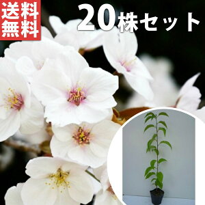 苗 桜苗木の人気商品 通販 価格比較 価格 Com