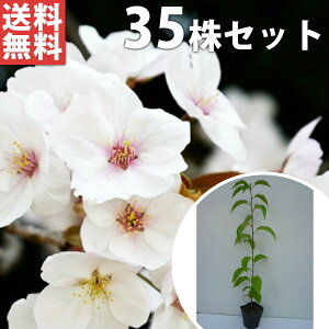 苗 桜苗木の人気商品 通販 価格比較 価格 Com 苗 桜苗木の人気商品 通販 価格比較 価格 Com