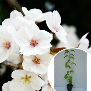 }UN 0.5mO 10.5cm|bg R TNEE c c A  _ Ԃyޖ tɉԂ炩 1{iȃZbg̔܂j