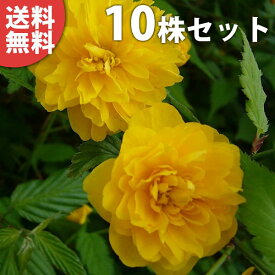 楽天市場 八重山吹の通販