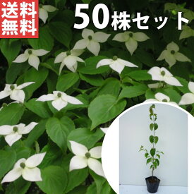 楽天市場 植木 種類 植物 ヤマボウシ ガーデニング 農業 花 ガーデン Diy の通販