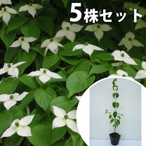 y5{Zbgz }{EV 0.3mO 10.5cm|bg ܂ڂ t t c c A  _ Ԃyޖ tɉԂ炩AؓW