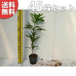 y45{Zbgz } 0.5mO 10.5cm|bg R ܂ c c A  _ _ ډB