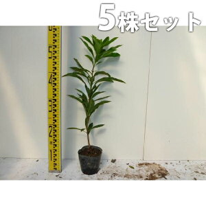 y5{Zbgz } 0.5mO 10.5cm|bg R ܂ c c A  _ _ ډB